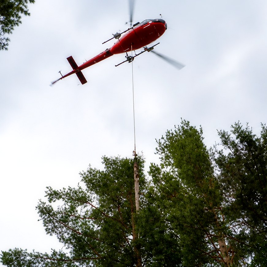 Helicopter above the treetops during an arborist mission