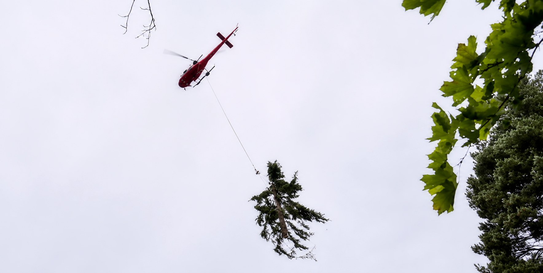 Helicopter at work on tree care and arborist tasks